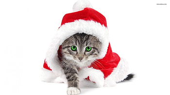 Father kitten, Juvenile cat, Kittens are highly social animals, Feline litter consists 2 to 5 kittens, Kittens usually enjoy human companionship HD wallpaper