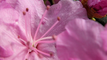 Flower, Macro, Petals, Stamens HD wallpaper