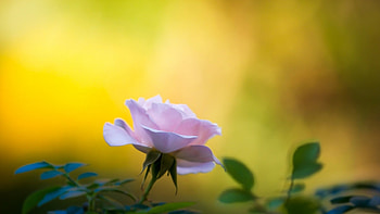 Beautiful Flower, rose, nature, flowers, bloom HD wallpaper