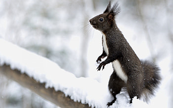 Animals, Squirrel, Snow, On Hind Legs, On The Hind Legs HD wallpaper
