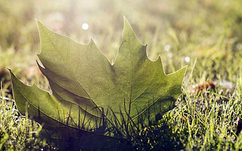 Grass, Macro, Shine, Light, Bright, Sheet, Leaf HD wallpaper