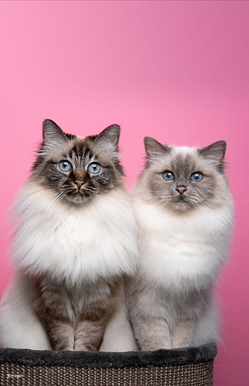 Cat, basket, whiskers, white, birman HD phone wallpaper