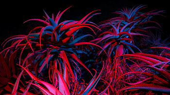Big Sur Night Succulents , big-sur, apple, macbook, computer, nature HD wallpaper