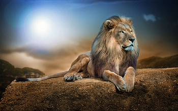 Lion 2, lion, animals HD wallpaper