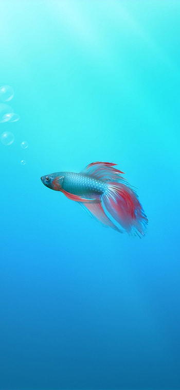 Siamese fish, XS, , Stunning fish ry HD phone wallpaper