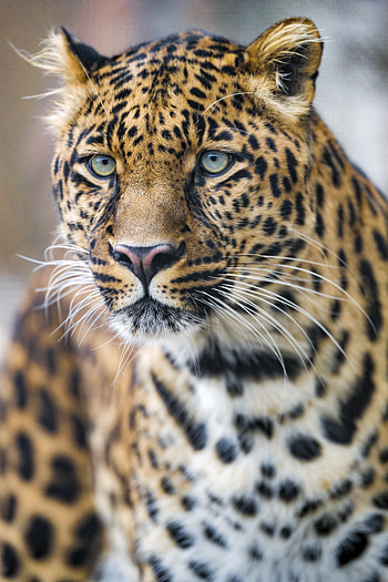 Animals, Leopard, Muzzle, Predator, Big Cat HD phone wallpaper