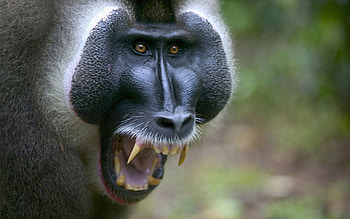 Animals, Aggression, Muzzle, Monkey, Fangs HD wallpaper