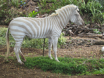 an albino zebra very rare, rare, wow, weard, zebra, oddling, odd ball HD wallpaper