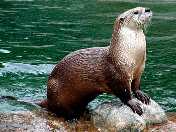 Giant Otter, animal, rodent, otter, giant HD wallpaper