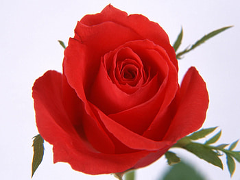 Rose, nature, flower HD wallpaper