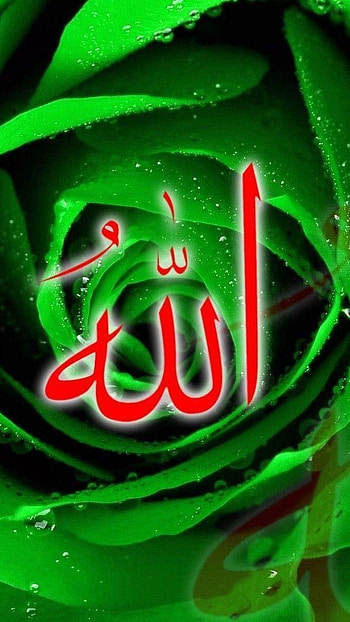 Allah, Green Leaves HD phone wallpaper