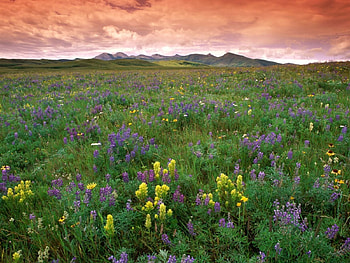 adi, nature, flowers HD wallpaper