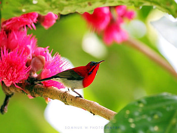 Spring Sunbird, branch, Sunbird, white, black, blossoms, red, Africa HD wallpaper
