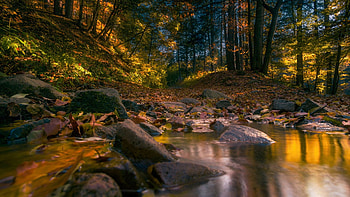 Vitosha Natural Park, Bulgaria, leaves, forest, pond, trees, autumn, stones HD wallpaper