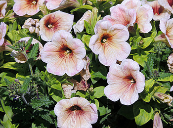 Macro Petunia's, Petunias, Flowers, Nature, graphy HD wallpaper
