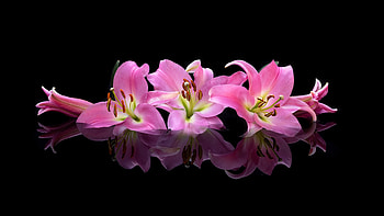 Pink lilies, Flowers, Buds, Reflection, Iily HD wallpaper