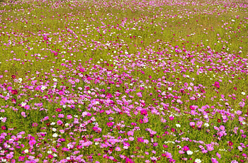 Flowers, Bright, Greens, Polyana, Glade, Kosmeya, Cosmos HD wallpaper