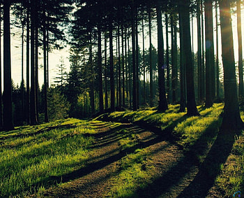 The road in the wood, grass, road, forest, tree HD wallpaper