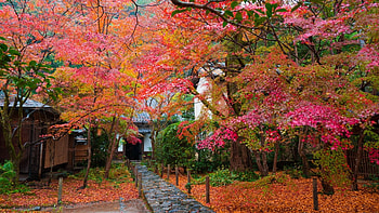 Autumn, japanese, scenery, onsen, japan, red, nature, kyoto HD wallpaper