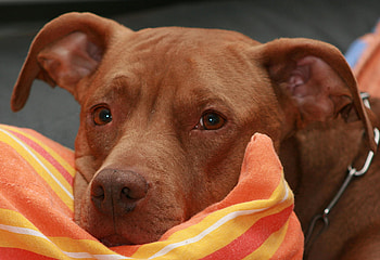 cute doggy, dog, brown, pillow HD wallpaper