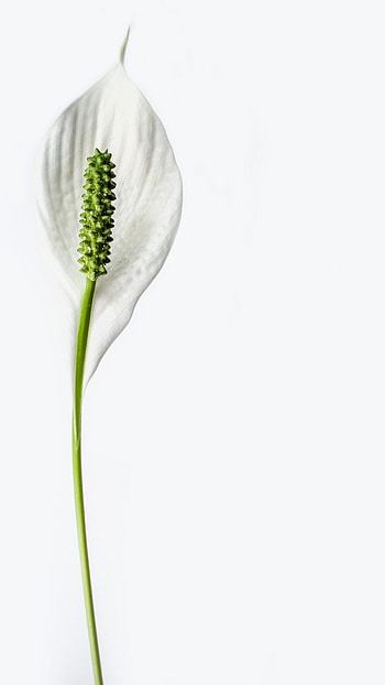 White Background, White Aesthetic HD phone wallpaper