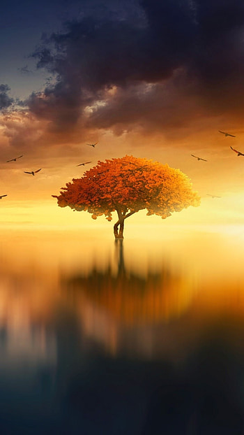 Realme, Tree, Reflection, nature HD phone wallpaper