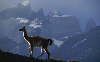 High-definition llama , Beautiful llama scenery, Llama wonder, Llama art HD wallpaper