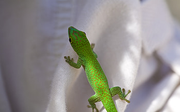 A Green Gecko, animals, green, cute, reptiles, gecko HD wallpaper