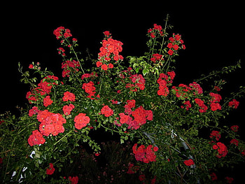 rose arbor, night, arbor, roses, red HD wallpaper