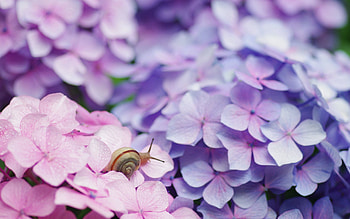 Flowers, Macro, Bright, Petals, Snail HD wallpaper