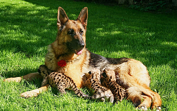 Animals, Grass, Young, To Lie Down, Lie, Dog, Care, Sheepdog, Sheep Dog, Cubs HD wallpaper