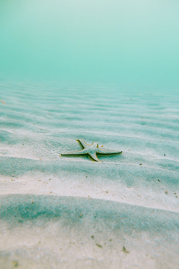 Starfish, Nature, Underwater World, Echinoderms, Echinodermata, Pentagonal HD phone wallpaper