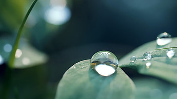Drops, leaf, nature, water HD wallpaper