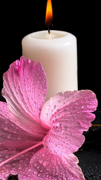 Candle, Pink Flower HD phone wallpaper