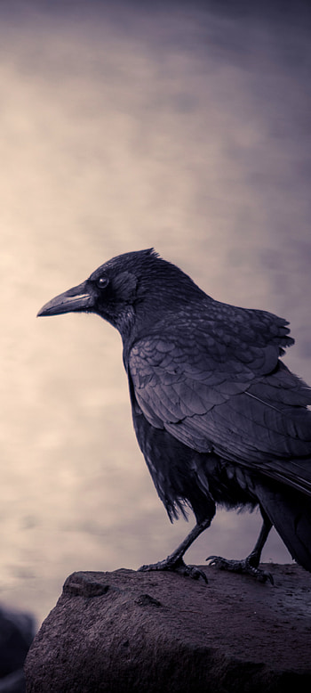 Crow in nature, Avian beauty, Graceful creature, Birds HD phone wallpaper