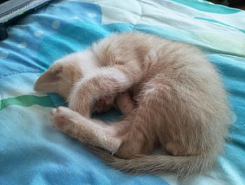 Dreaming, cat, kitty, sleeping HD wallpaper