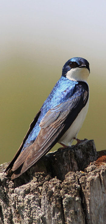 Tree swallow, Swallow HD phone wallpaper