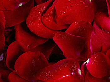 Flowers, Macro, Rose Flower, Rose, Petals HD wallpaper