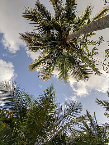 Nature, Sky, Leaves, Palms, Branches, Bottom View HD phone wallpaper