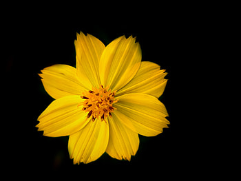 Yellow flower, black, dark HD wallpaper