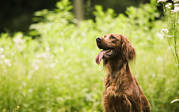 Animals, Grass, Sit, Fluffy, Dog, Tired HD wallpaper