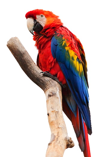 A stunning scarlet macaw displays its colorful plumage while perched on a branch. HD phone wallpaper