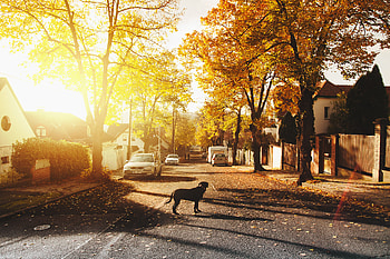 Dog On Concrete Road Homes Trees Sunlights , dog, animals, graphy, sunlight HD wallpaper