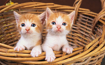Animals, Couple, Pair, Basket, Kittens HD wallpaper