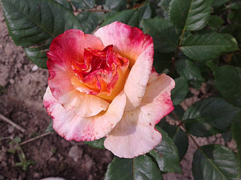 ROSE, nature, lovely, flower HD wallpaper