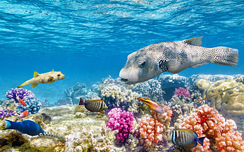 Fish & Corals, sea, ecosystem, coralls, underwater, fish, ocean HD wallpaper