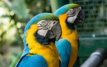Blue-and-yellow macaw, pair of parrots, South American parrot, blue-and-gold macaw, beautiful birds, parrots, macaw HD wallpaper
