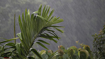 oh..rain, kerala, rain, green, cute, leaf, monsoon, beauty HD wallpaper