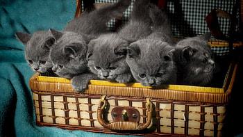 * Kittens *, animal, cats, animals, kittens HD wallpaper