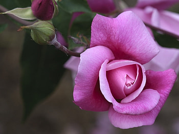 Plants, Flowers, Roses, Violet HD wallpaper